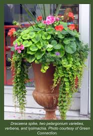 The Simple Formula For A Beautiful Container Garden Container Garden Design Container Flowers Container Gardening Flowers