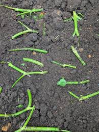 Daun selom mempunyai banyak khasiat yang baik untuk kesihatan manusia. Tanam Ulam Selom Tak Susah Cuma Kena Rendam Batang Tanam Melintang Vanilla Kismis
