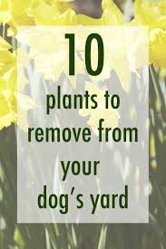 Garden flowers toxic to dogs. 10 Toxic Plants To Remove From Your Dog S Yard