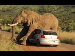 They are all well hidden and so it's going to take a keen high eye to spot them. Funniest Animals Scaring People Top 10 Wild Animals Vs Humans Compilation Youtube