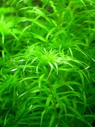 Image result for Syngonanthus