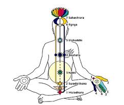 Diagram Of The Seven Chakras Connected By A Network Of Nadis