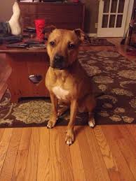 The ridgemaraner is usually a stunning, elegantly beautiful weimaraner mix. Rhodesian Ridgeback Red Nose Pit Mix