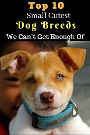 Top 10 Cutest Dog Breeds Small Cutest Dogs We Can T Get Enough Of Dog Breeds Little Cute Dogs Breeds Lap Dog Breeds