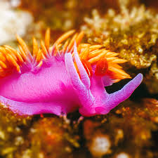 This nudibranch, like many other sea slugs, is hermaphroditic. Spanish Shawl Nudibranch Photograph By Steve Spiliotopoulos