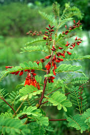 Image result for Sesbania transvaalensis