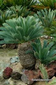 Image result for Encephalartos