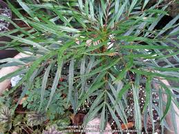 With an incredibly long name mahonia eurybracteata subsp. Photo Of The Leaves Of Anping Mahonia Mahonia Eurybracteata Subsp Ganpinensis Soft Caress Posted By Springcolor Garden Org