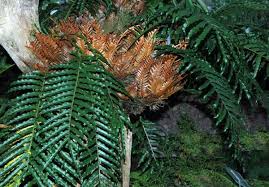 Image result for Drynaria volkensii