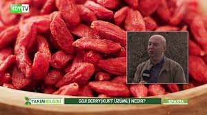 Goji Berry Kurt Uzumu Bakimi Ve Yetistirilmesi Tarim Bilgisi Youtube