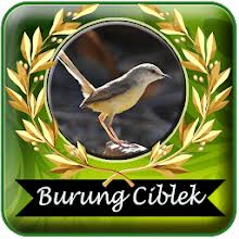 Ciblek kristal gacor ngebren cocok buat pikat masteran prenjak ciblek bahan supaya cepat bunyi campursari suara burung ciblek masteran kicau ciblek manatp burung ciblek 2020 full audio. Kicau Burung Ciblek Pikat Mp3 Offline For Pc Mac Windows 7 8 10 Free Download Napkforpc Com