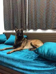 كلب مالينو terrier dogs boston terrier