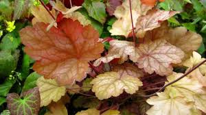 Palace Purple Coral Bells Heuchera American Meadows Гейхера волосистая palace purple heuchera villosa palace purple. palace purple coral bells