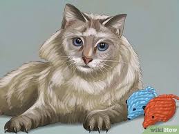 Our main goal is to have beautiful healthy cats with excellent. How To Care For A Siberian Cat 9 Steps With Pictures Wikihow
