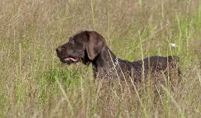 Image result for německý ohař drátosrstý stavba těla