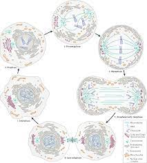 Mitosis is followed by cytokinesis, the splitting of the cytoplasm. Membrane And Organelle Dynamics During Cell Division Nature Reviews Molecular Cell Biology
