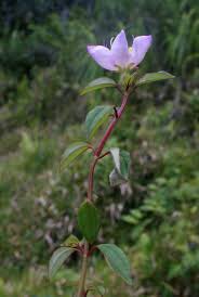 Image result for Heterotis decumbens