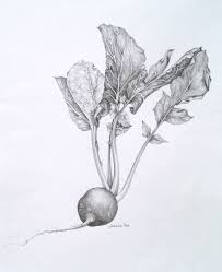 Radish Vegetable Drawing Botanical Drawings Art Choose from 1200+ radish graphic resources and download in the form of png, eps, ai or psd. vegetable drawing botanical drawings