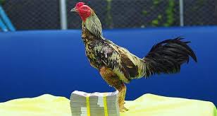 Keunggulan ayam kaki hitam petarung pukul mati. Ciri Kaki Ayam Pukul Saraf Ayam Bangkok