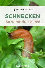 Das Hilft Wirklich Gegen Schnecken Und Nacktschnecken Im Gemusebeet Das Gegen Gemusebeet Hilft Nacktschnecken Schnecken In 2020 Fruit Garden Fruit Small Gardens