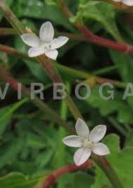 Image result for Oxygonum