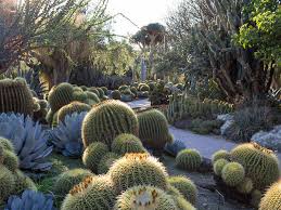 Desert hot spring's natural beauty is equally transformational and inspiring. 8 Cactus Gardens In L A For Succulent Obsessives