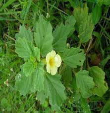 Image result for Pedalium murex