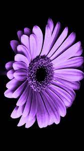 Violet Daisy Flower Iphone Wallpaper Best Iphone Wallpaper Flower Iphone Wallpaper Iphone Wallpaper Purple Flower Purple Flowers Wallpaper