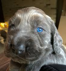 Blue Long Haired Weimaraner Weimaraner Puppies Long Haired Weimaraner Weimaraner