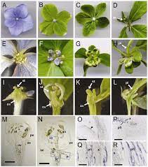 Healthy Ornamental Flower Of Japanese Hydrangea A E And I And Download Scientific Diagram