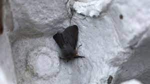 It encourages your blooming fruit trees to set and grow fruit. Gardening Club Week 6 How To Attract Moths Butterflies And Bats Into Your Garden Youtube