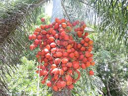 21 pokok 3d models found. Pokok Pinang Areca Catechu Pengenalan Pokok Pinang Atau Na Flickr