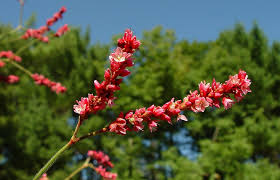 Image result for Vismia orientalis