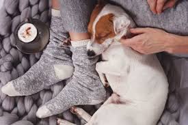 5 Signes Que Votre Chien Vous Aime Pour De Vrai Et Pas Juste Pour Les Friandises Chien Dressage Chien Toutous