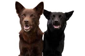 Australian working kelpies (awk) (figure 1b) registered with the working kelpie council of australia are bred for their livestock herding capability. Australian Kelpie Dog Breed Information American Kennel Club
