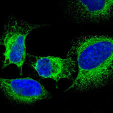 The igg (h+l) antibody from life technologies is a goat polyclonal antibody to igg. Goat Anti Mouse Igg H L Highly Cross Adsorbed Alexa Fluor Plus 488 A32723