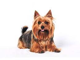 Look at pictures of australian terrier puppies who need a home. The Cost Of An Australian Terrier Puppies Adult Dogs Petbudget