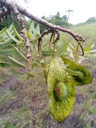 Image result for Dalbergia boehmii