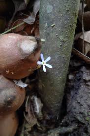 Image result for Voyria