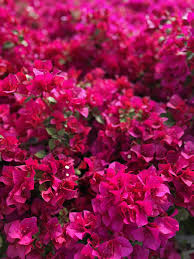 Image result for Buchnera capitata