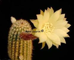 As the other succulents, cephalocereus cacti generally need very little care. Pilosocereus Cactaceae O R Cactus E Dintorni Il Sito Per Appassionati Di Piante Grasse