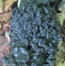 Image result for Exidia sp.