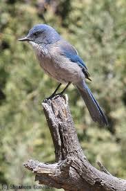 Birds Native To Colorado Springs Western Scrub Jay I Like Birds Bird Watching Bird Feathers