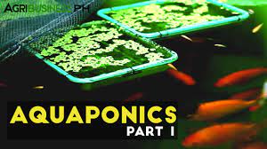 Aquaponics Part 1 Aquaponics In The Philippines Agribusiness Philippines Youtube