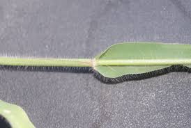 Image result for Urochloa brachyura