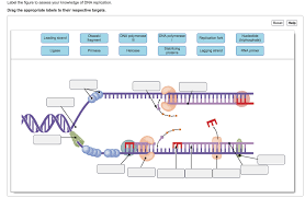 Ars (autonomously replicating sequence) in case of yeast is origin for. Label The Figure To Assess Your Knowledge Of Dna Chegg Com