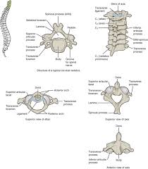 Vertebrae) is the fundamental segmental unit of the vertebral column (also gross anatomy vertebrae, apart from those that are atypical, have a similar basic structure which can. Figure Cervical Vertebra Cervical Axis Atlas Statpearls Ncbi Bookshelf