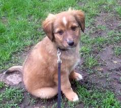 Some may have strong guarding instincts and german shepherd mix puppies should be well socialized. Georgia The Border Collie Mix Border Collie Mix Mixed Breed Dogs Pet Birds
