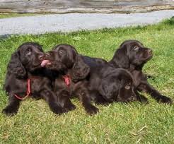 The german shorthaired pointer is intelligent, eager to learn, loyal and brave. German Longhaired Pointer Dogs In Canada Canadogs