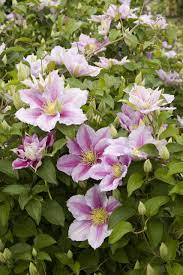 We did not find results for: Piilu Clematis